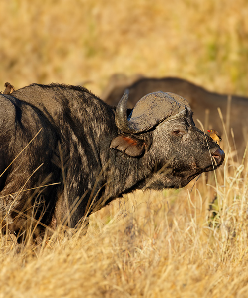 wildlife buffalo edited