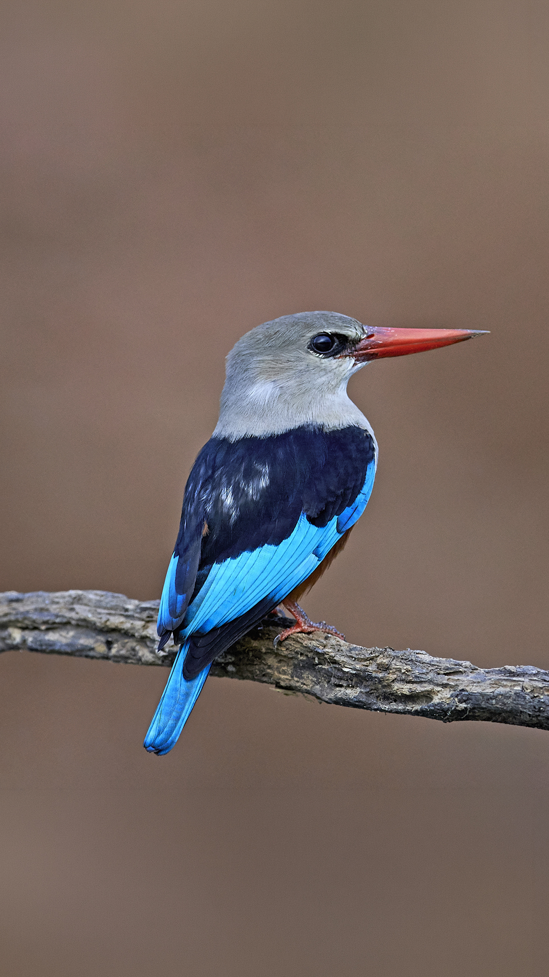 woodlands kingfisher